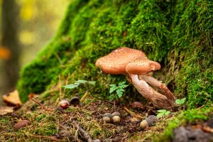 where psilocybin mushroom spores grow nature